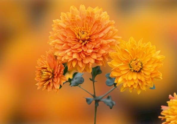 Where do chrysanthemums grow best?