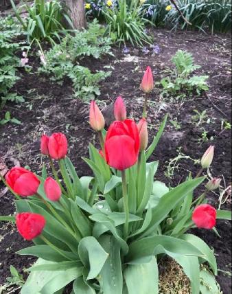 Where does tulip plant grow well