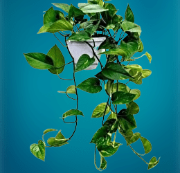Why are pothos good for beginners