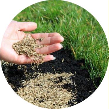 When should I plant grass seed in Washington?
