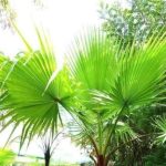 Can a palm tree survive in UK?