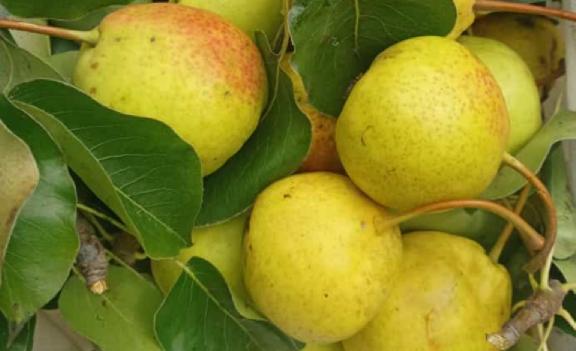 Names of fruit trees that can grow in Germany, What fruits are native to Germany