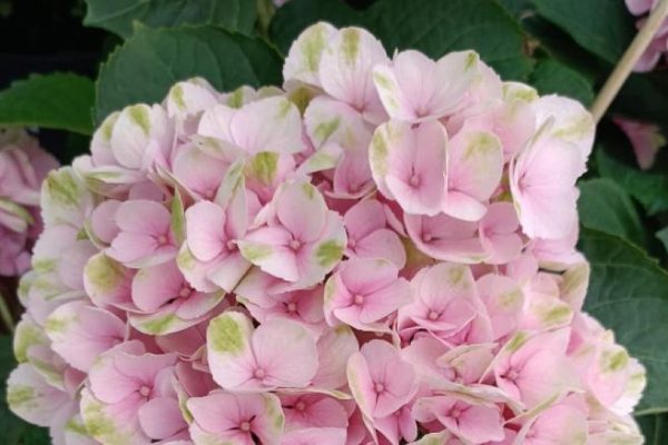 Types of flowers suitable for the garden in England