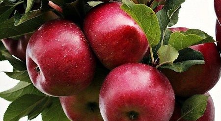 Names of fruit trees that can grow in Germany