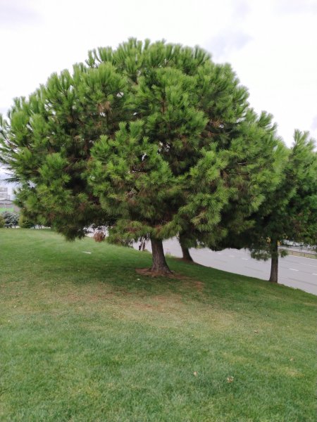 Can pine trees grow in Turkey Turkey pine trees 