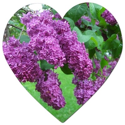 Are purple flowers romantic