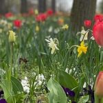 How to care for tulips in Hungary