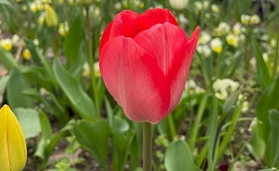 Is tulip national flower of Hungary