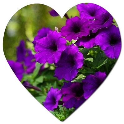 Purple flower names from A to Z