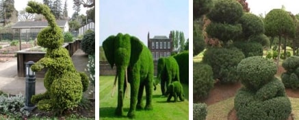 What is the description and use of topiary?