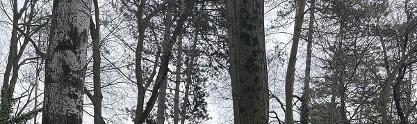 How is tree pruning done in Hungary? post thumbnail image