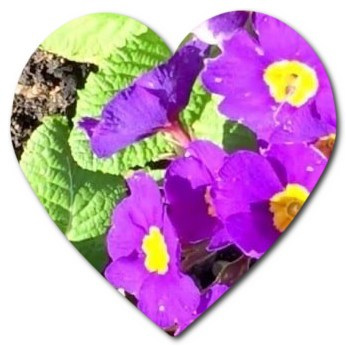 which plants can bloom purple flowers, what is the meaning of purple flowers,