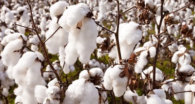 Can Cotton Grow in Arizona
