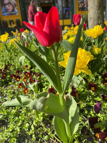 Can tulips grow in London