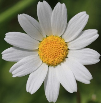 Does chamomile grow in the US Daisy Blossom in US