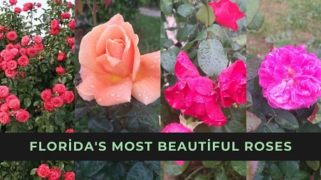 Florida's most beautiful roses