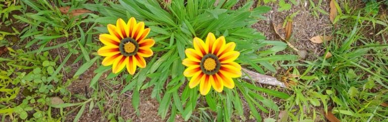 Names of plants with yellow blooms that grow in Canada