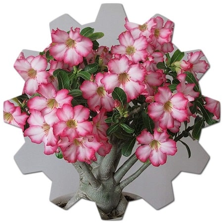 Popular flowers grown in Saudi Arabia
