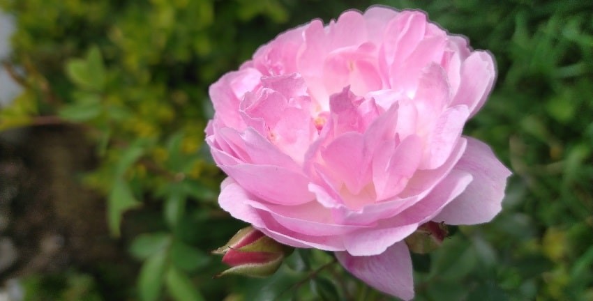 What are the easiest roses to grow in Arkansas