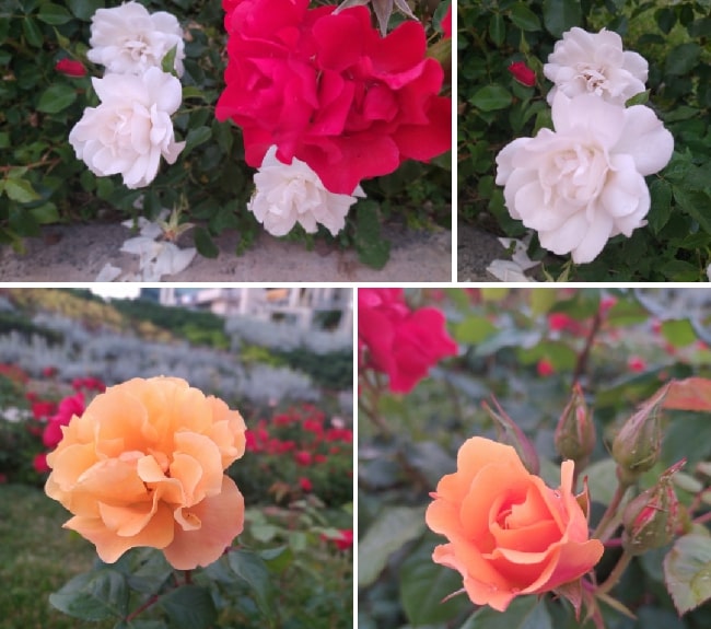What are the names of popular roses grown in Italy