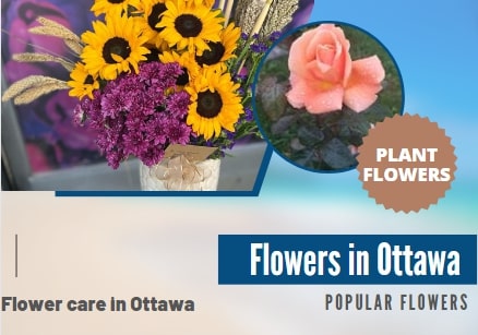 What are the popular flowers grown in Ottawa