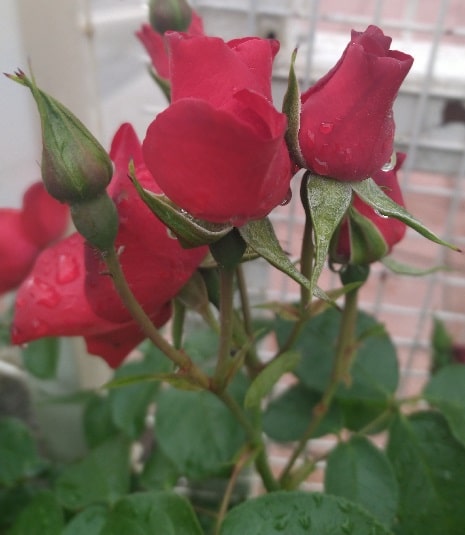 What are the popular varieties of roses grown in France