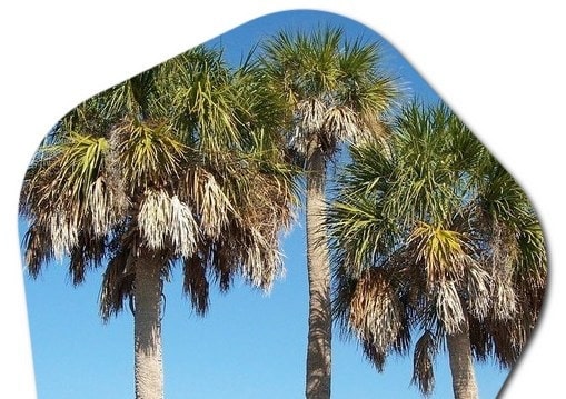 What type of trees are most common in Florida