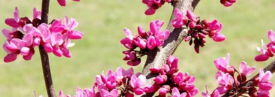 Where do redbud trees grow best in Germany