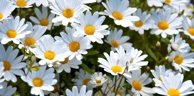 Where does chamomile grow in the US