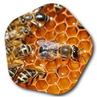 Which country has the best honey in Africa