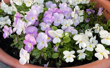 Which flowers are suitable for the garden and pot in Ottawa
