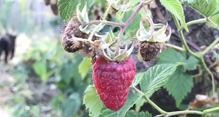Are raspberries easy to grow in Texas