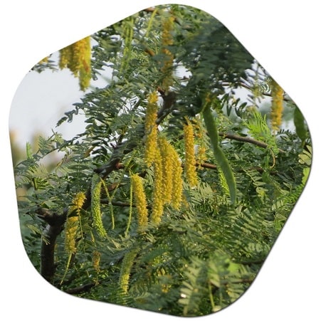 Are there any endemic trees in Qatar