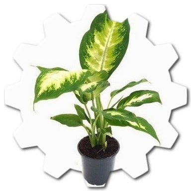 Are there any indoor plants that start with d