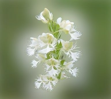 Are there endemic orchid flowers in North America