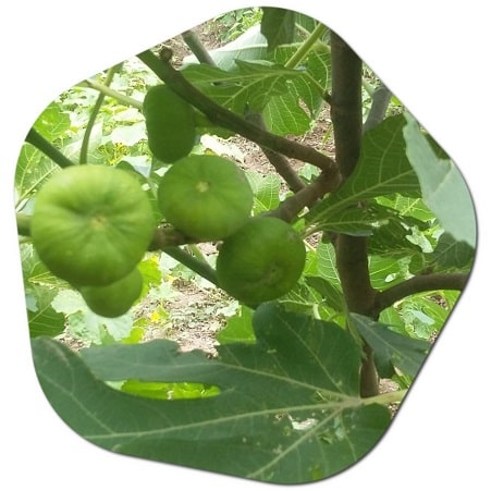 Can you grow figs in Denmark