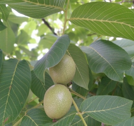 Can you grow walnuts in Alberta