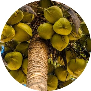 Coconut tree in Indonesia