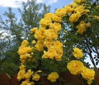 Diseases of yellow roses