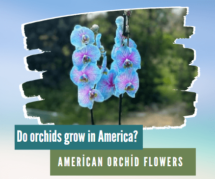 Do orchids grow in America, American Orchid Flowers