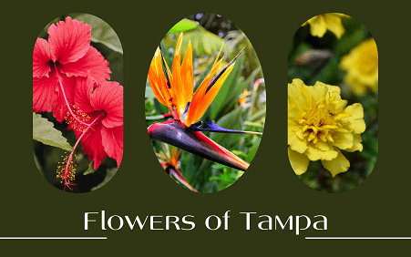 Flowers of Tampa