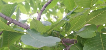 How to care for and prune a walnut tree in Alberta