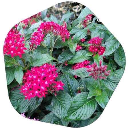 Shrub-like plants with red-colored flowers in America