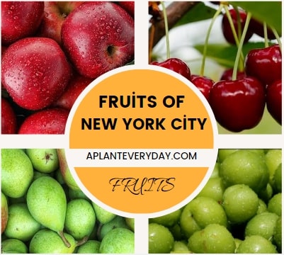 The 5 best fruit trees growing in New York