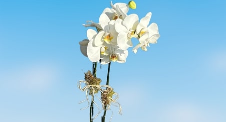The best-selling orchid varieties in America
