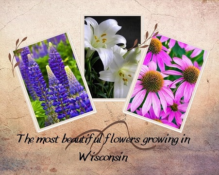 The most beautiful flowers growing in Wisconsin