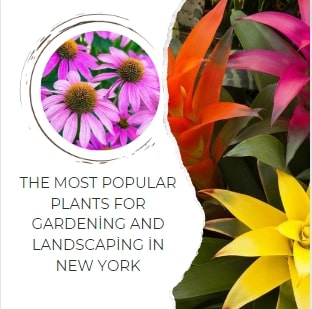 The most popular plants for gardening and landscaping in New York