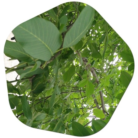 Walnut tree species growing in Turkey