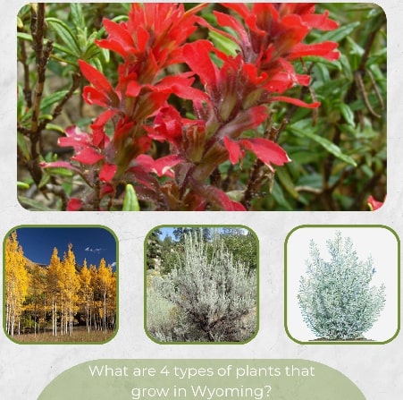 What are 4 types of plants that grow in Wyoming