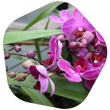 What are the most popular orchid species in the United States